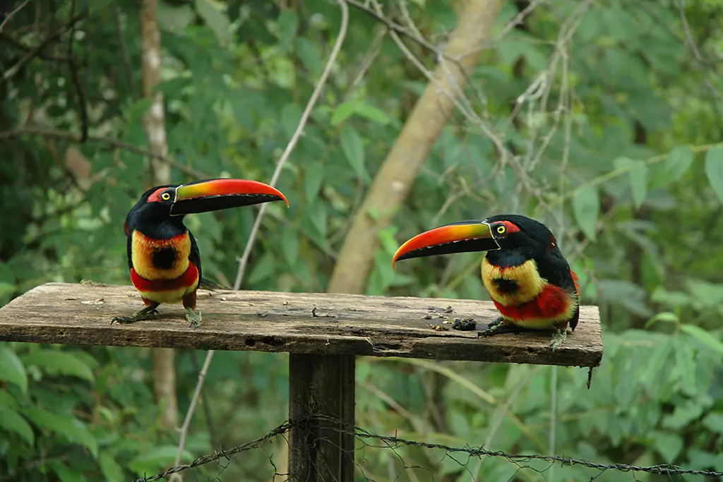 Hotels near Cerro Chirripo